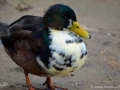 24/8 Stockente