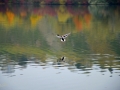 9/12 Stockente