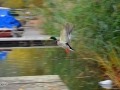9/2 Stockente