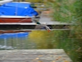 9/3 Stockente