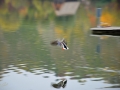 9/10 Stockente